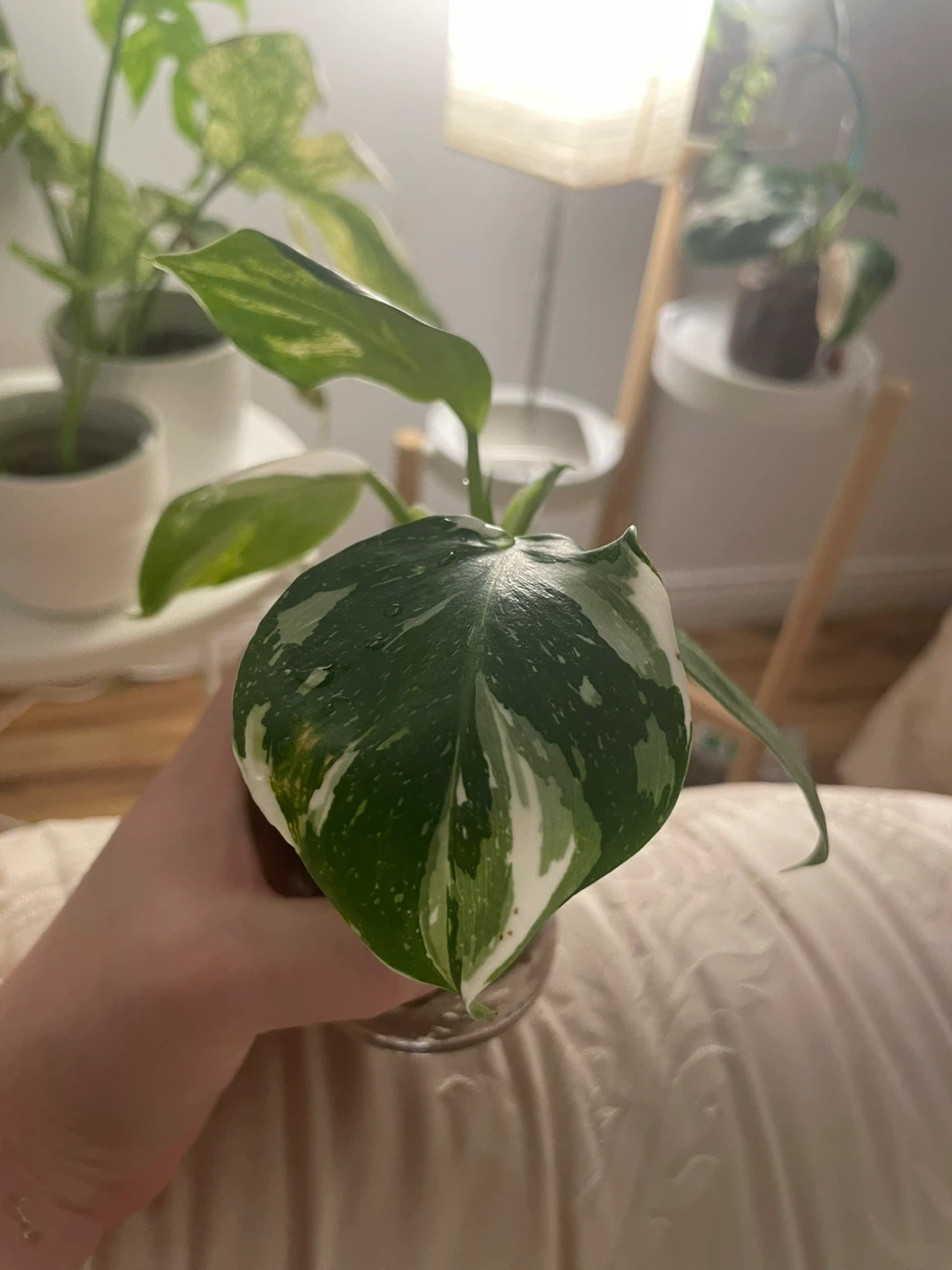 Philodendron White Prince 🌱 - photo 4