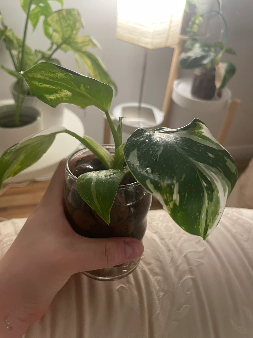 Philodendron White Prince 🌱 - photo 3