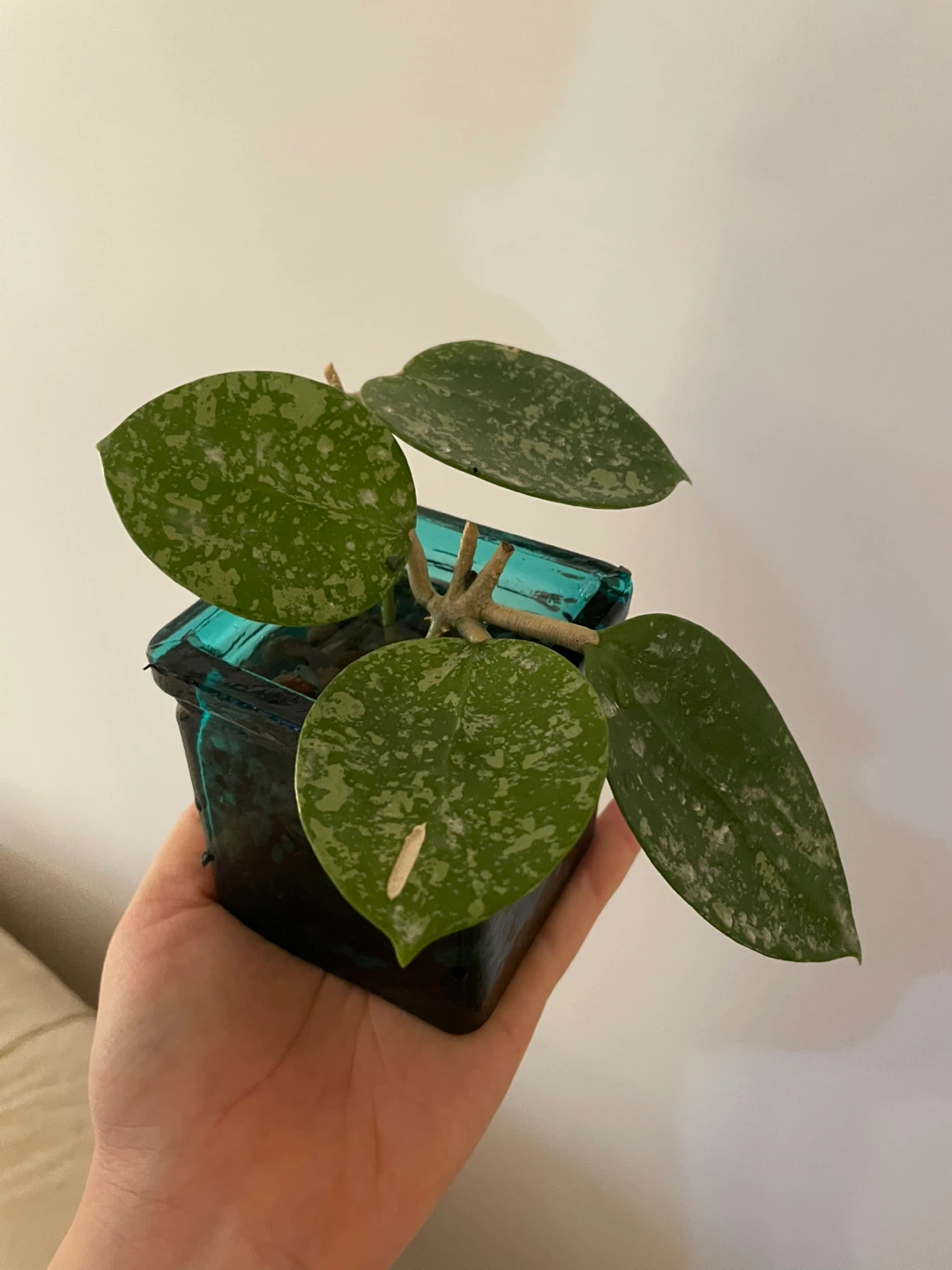 Hoya Verticillata Splash (Rare) 🌱 - photo 2