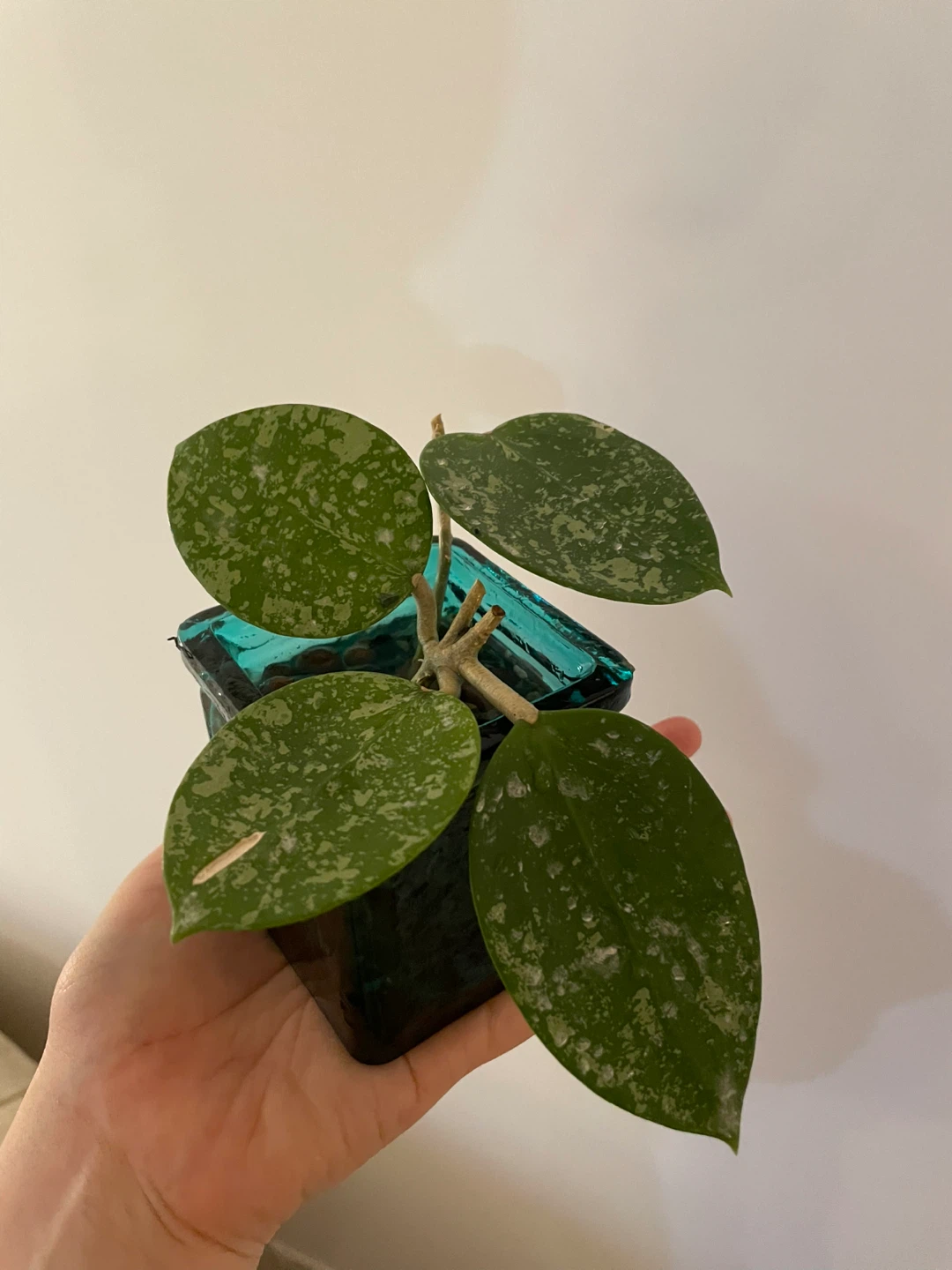 Hoya Verticillata Splash (Rare) 🌱