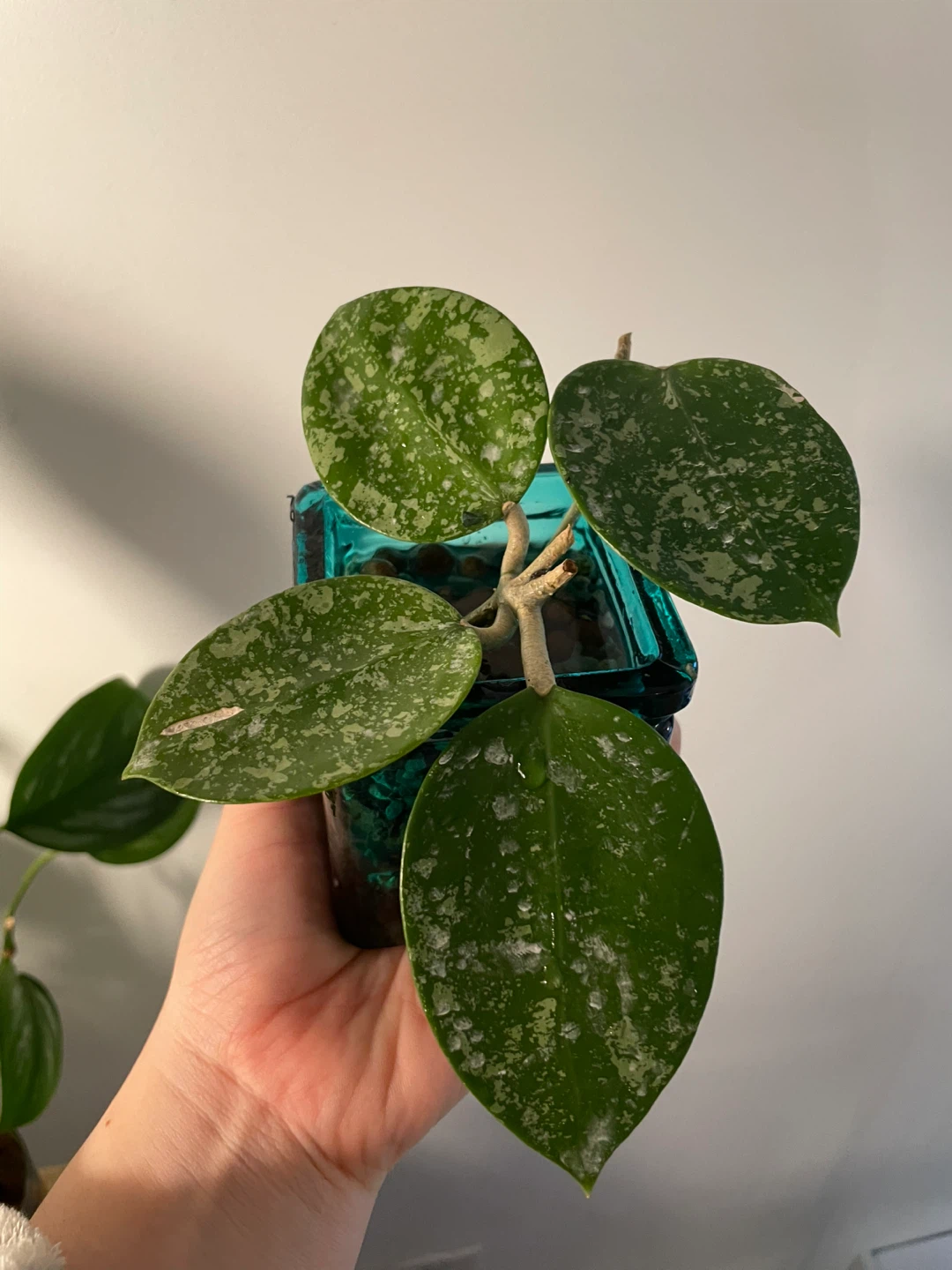 Hoya Verticillata Splash (Rare) 🌱 - photo 3
