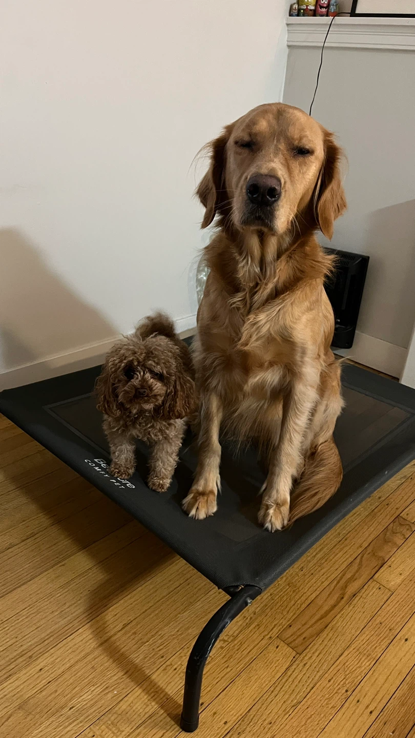 Bedsure Comfy Pet Cot - Elevated Dog Bed - photo 5