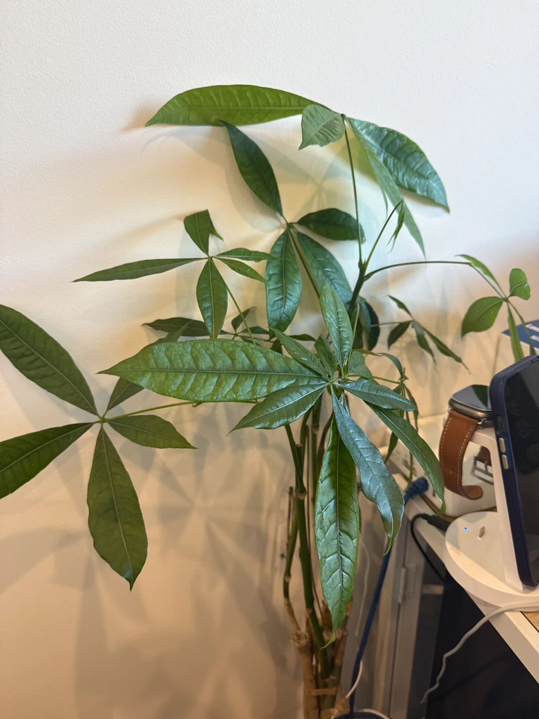 Braided Money Tree in White Pot - photo 2