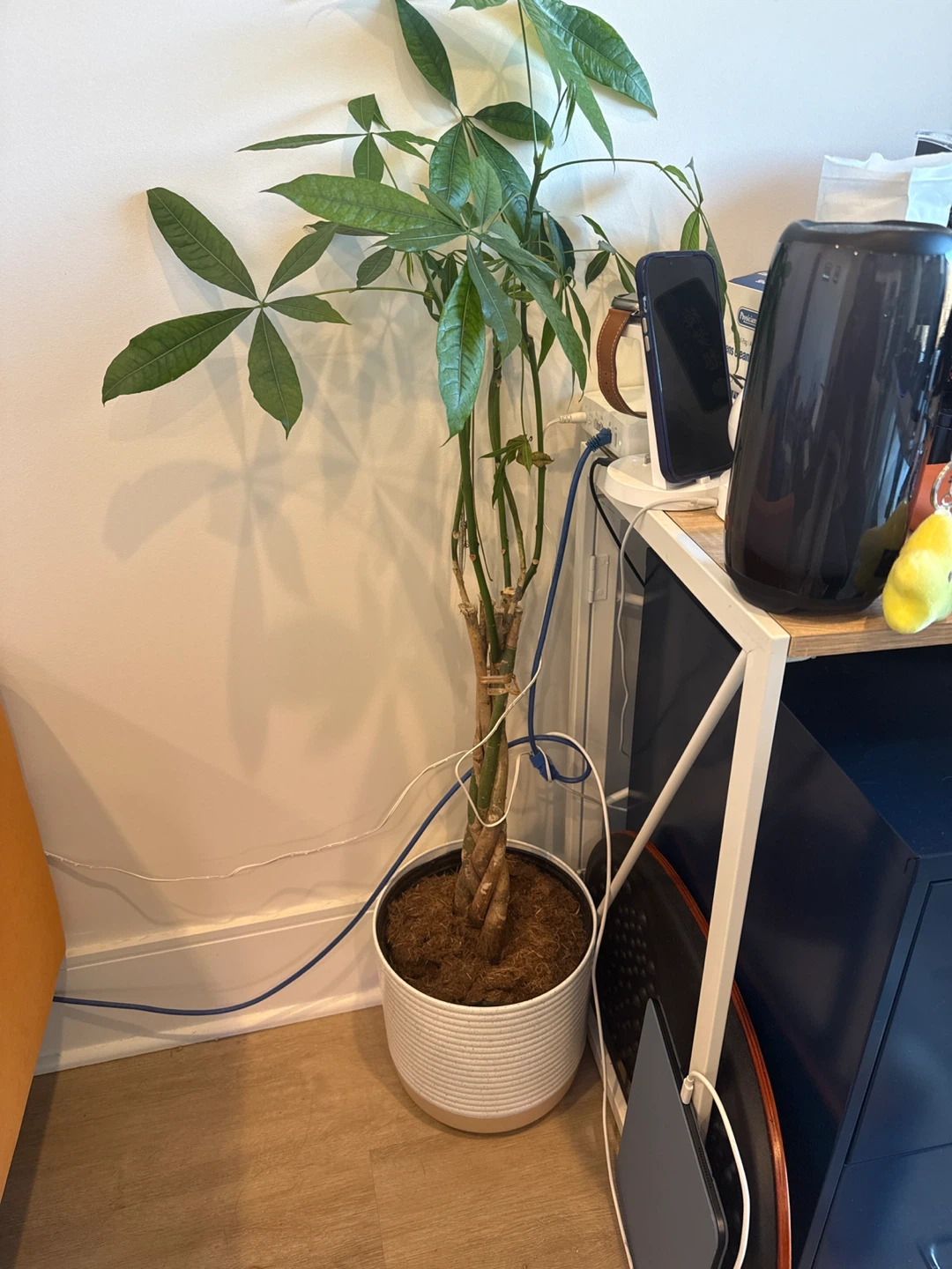 Braided Money Tree in White Pot