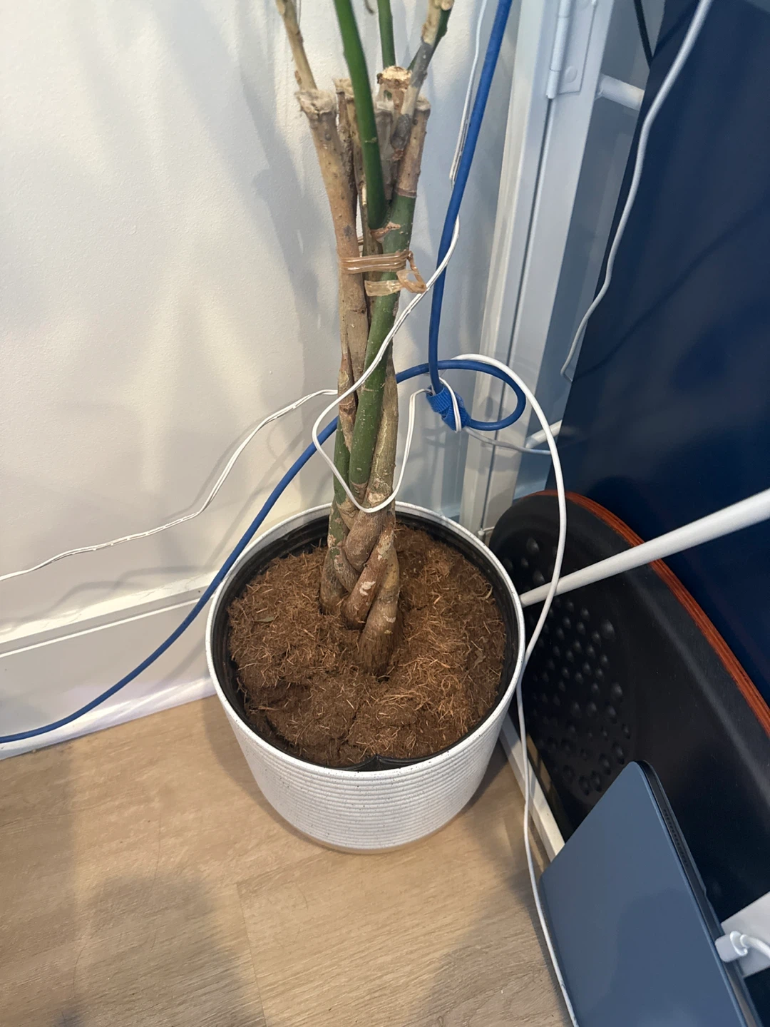 Braided Money Tree in White Pot - photo 3