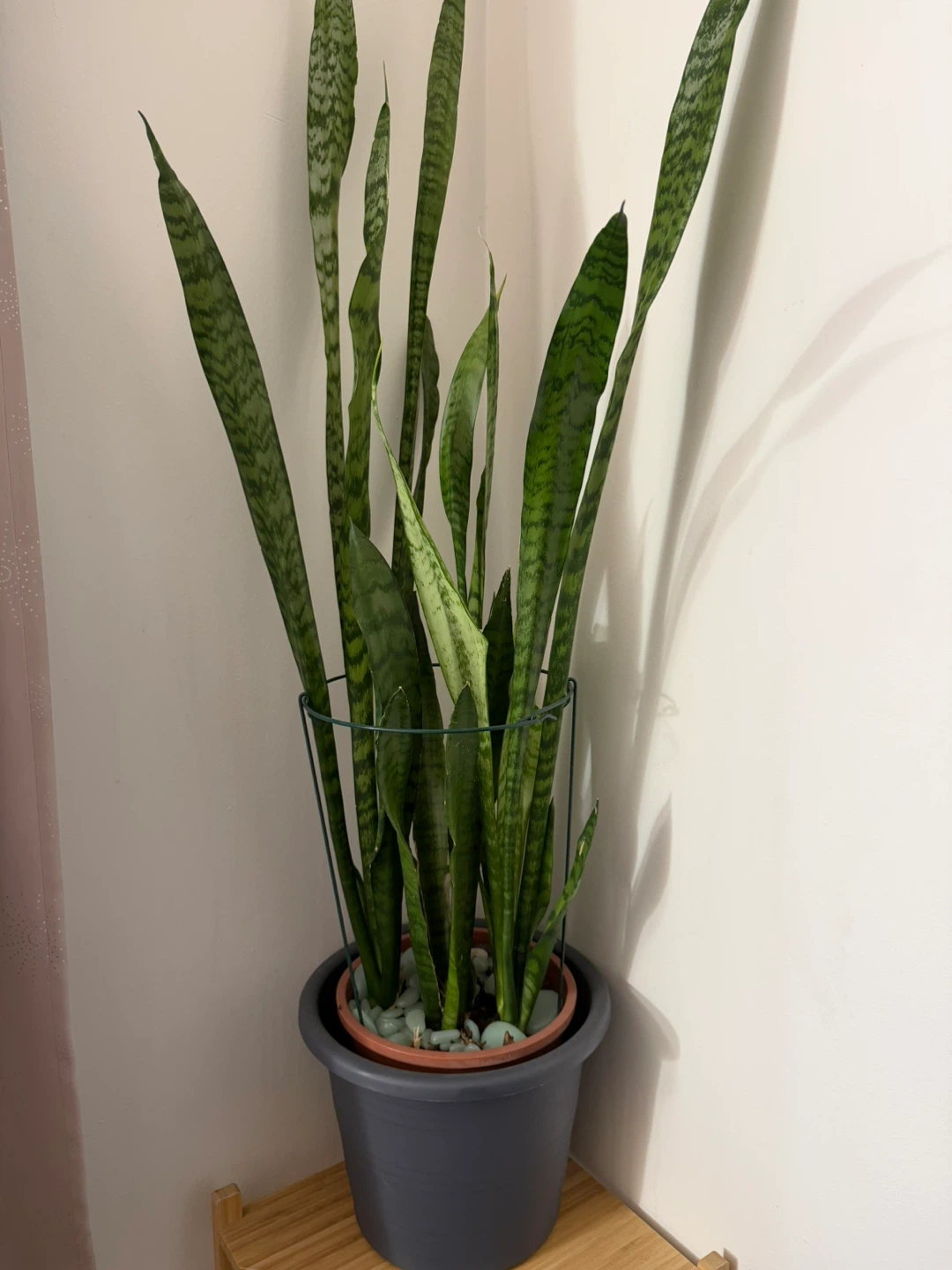 Snake Plant Sanseviera - photo 2