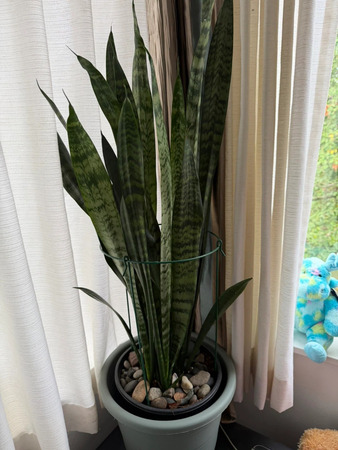 Snake Plant Sanseviera