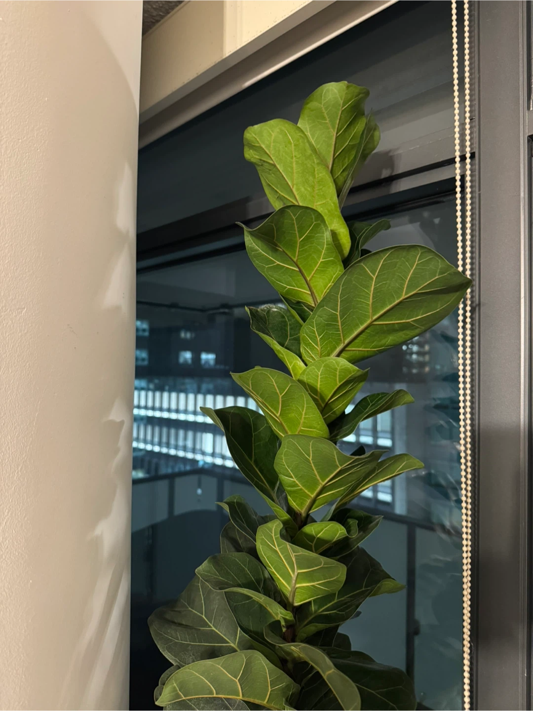 7.5 ft tall Fiddle Leaf Fig Tree in White Self-Watering Pot - photo 2