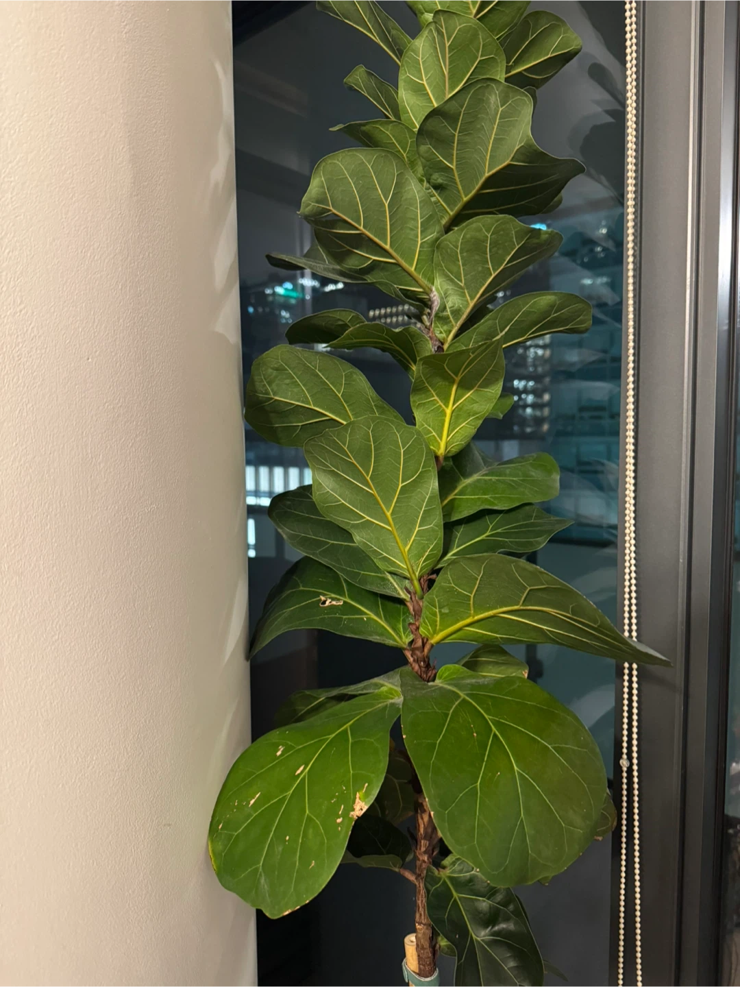 7.5 ft tall Fiddle Leaf Fig Tree in White Self-Watering Pot - photo 3