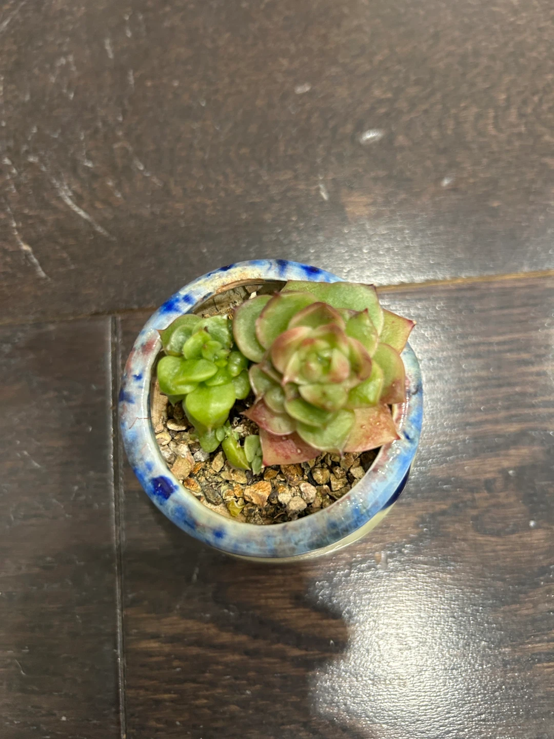 Mature succulents ($25 and up) - photo 3