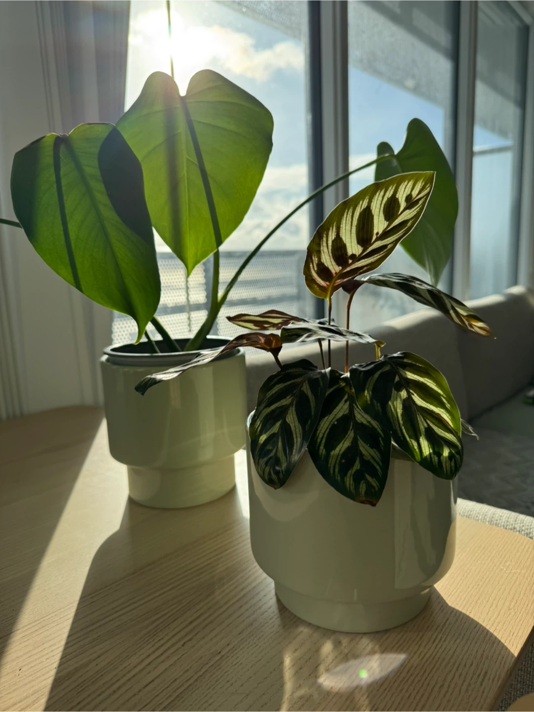 Monstera and Peacock Plants and Pots