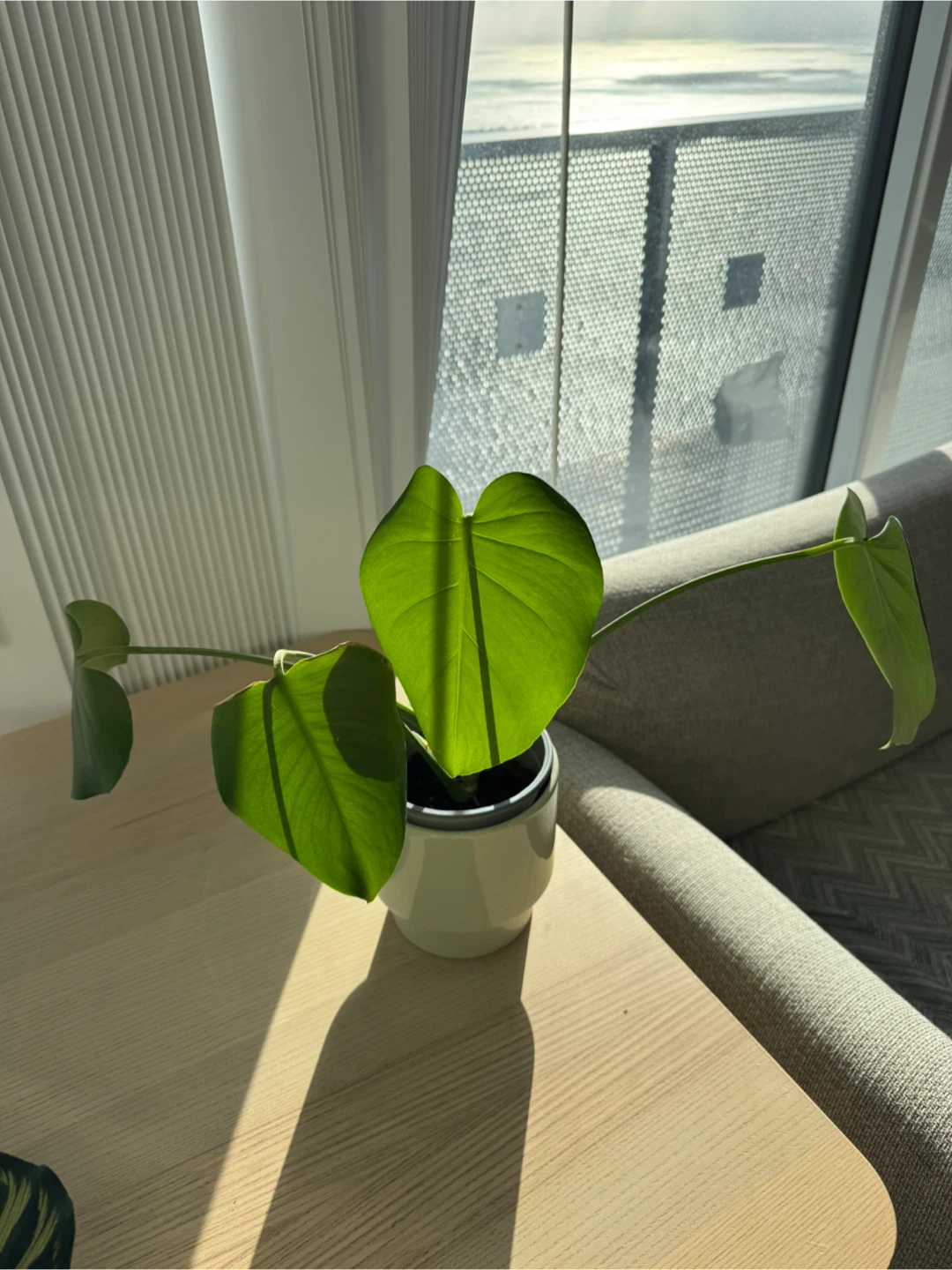 Monstera and Peacock Plants and Pots - photo 3