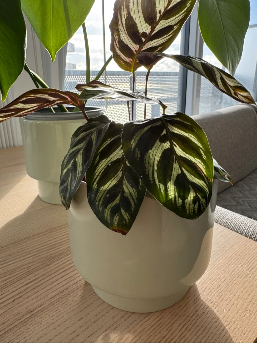 Monstera and Peacock Plants and Pots - photo 2