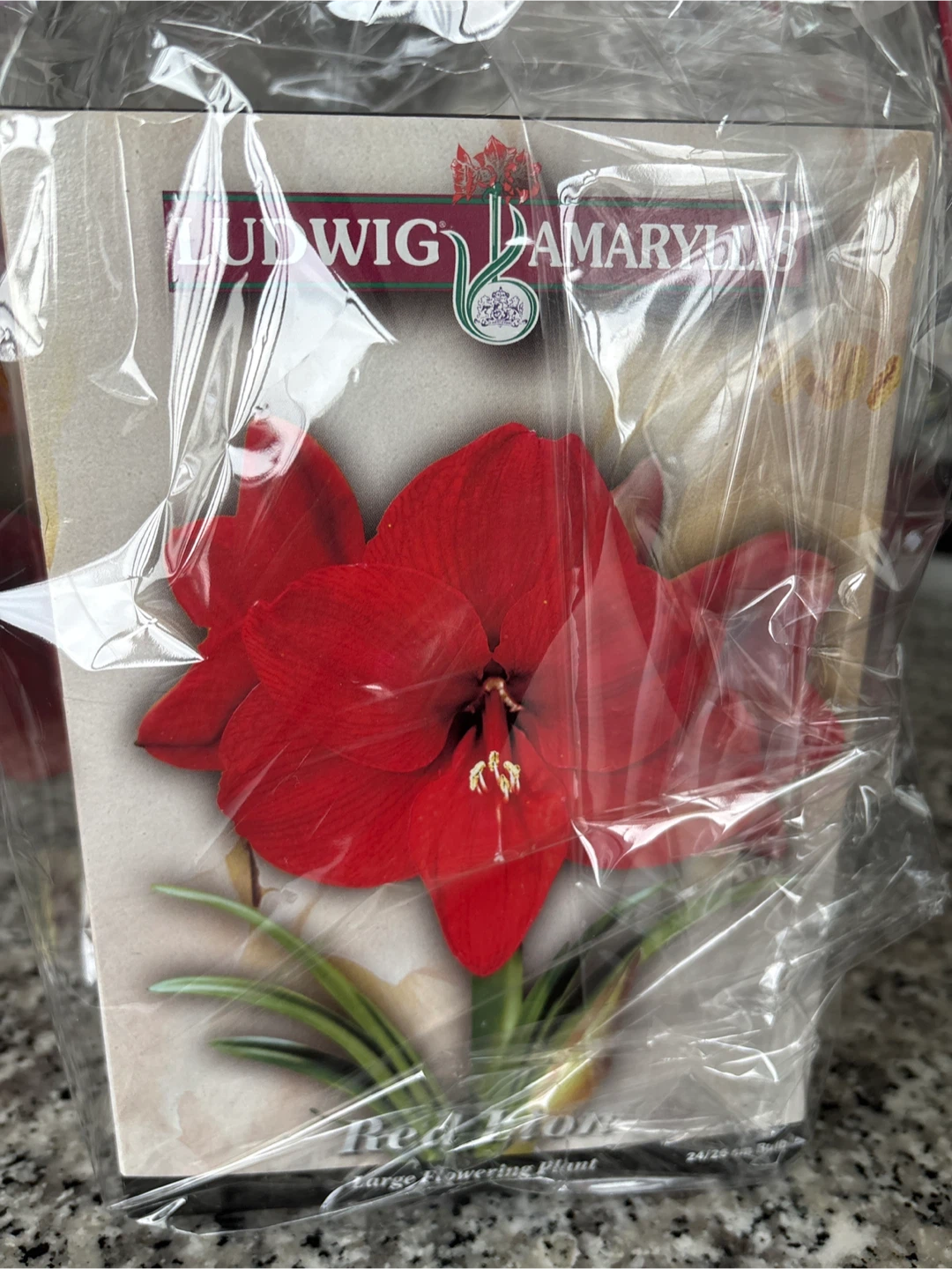 Amaryllis Bulbs gift - photo 3