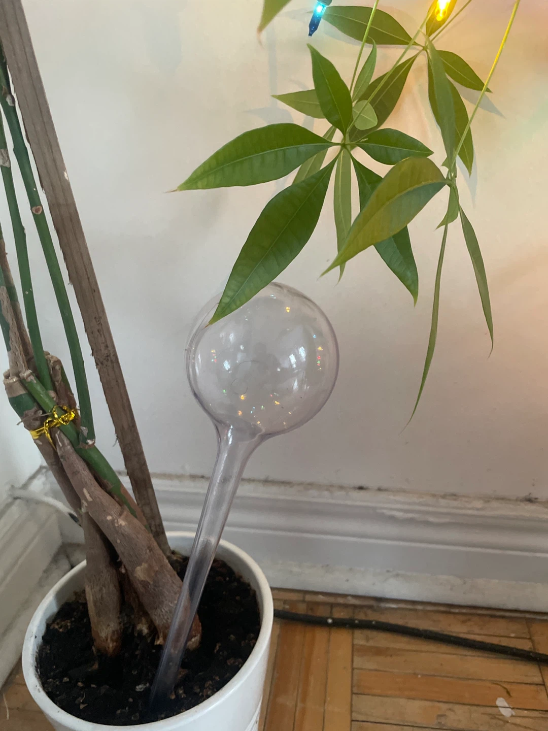 2 Plant Watering Globes/Plastic Bulbs