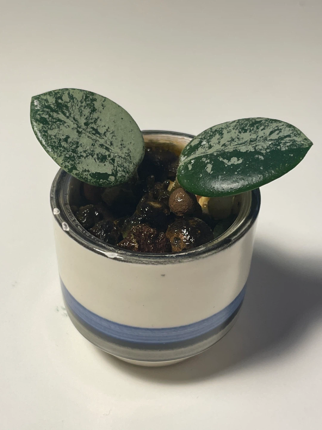 Hoya Matilda splash in cute pot