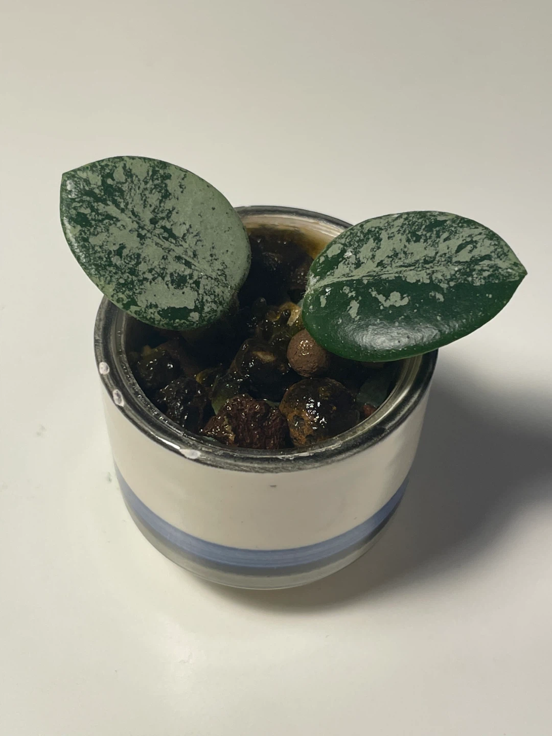 Hoya Matilda splash in cute pot - photo 2