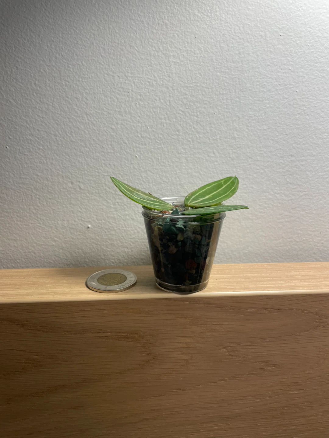 Watermelon Dischidia (Dischidia Ovata) - Established in Pon - photo 3