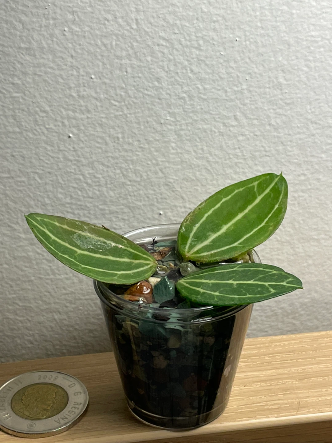 Watermelon Dischidia (Dischidia Ovata) - Established in Pon