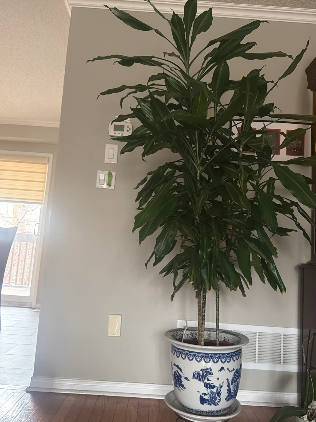 Dracaena fragrans (Corn Plant).
