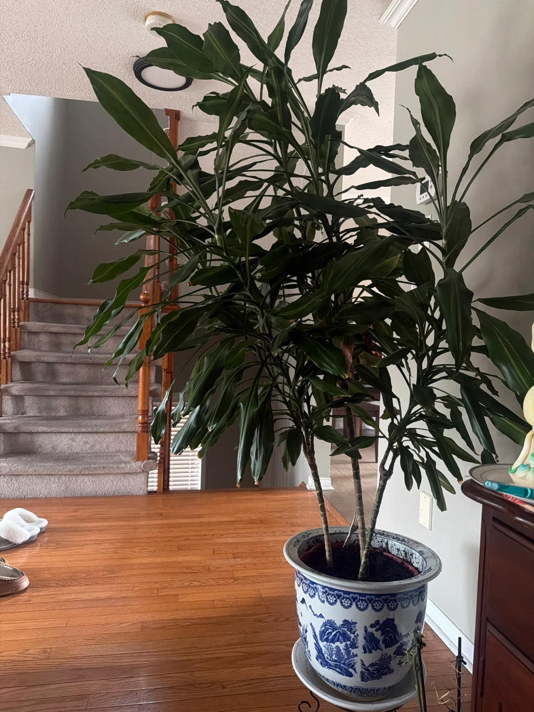 Dracaena fragrans (Corn Plant). - photo 2
