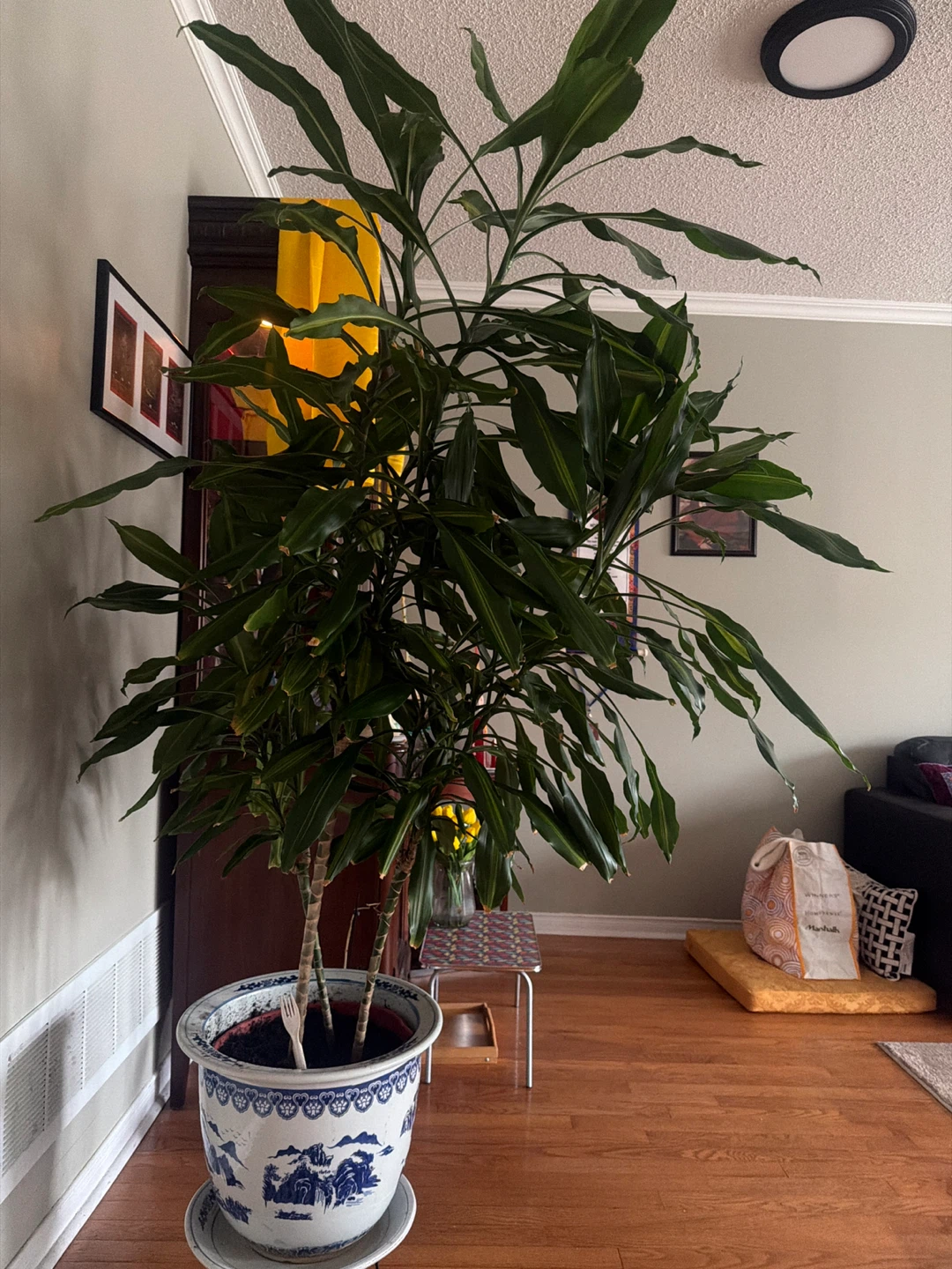 Dracaena fragrans (Corn Plant). - photo 3
