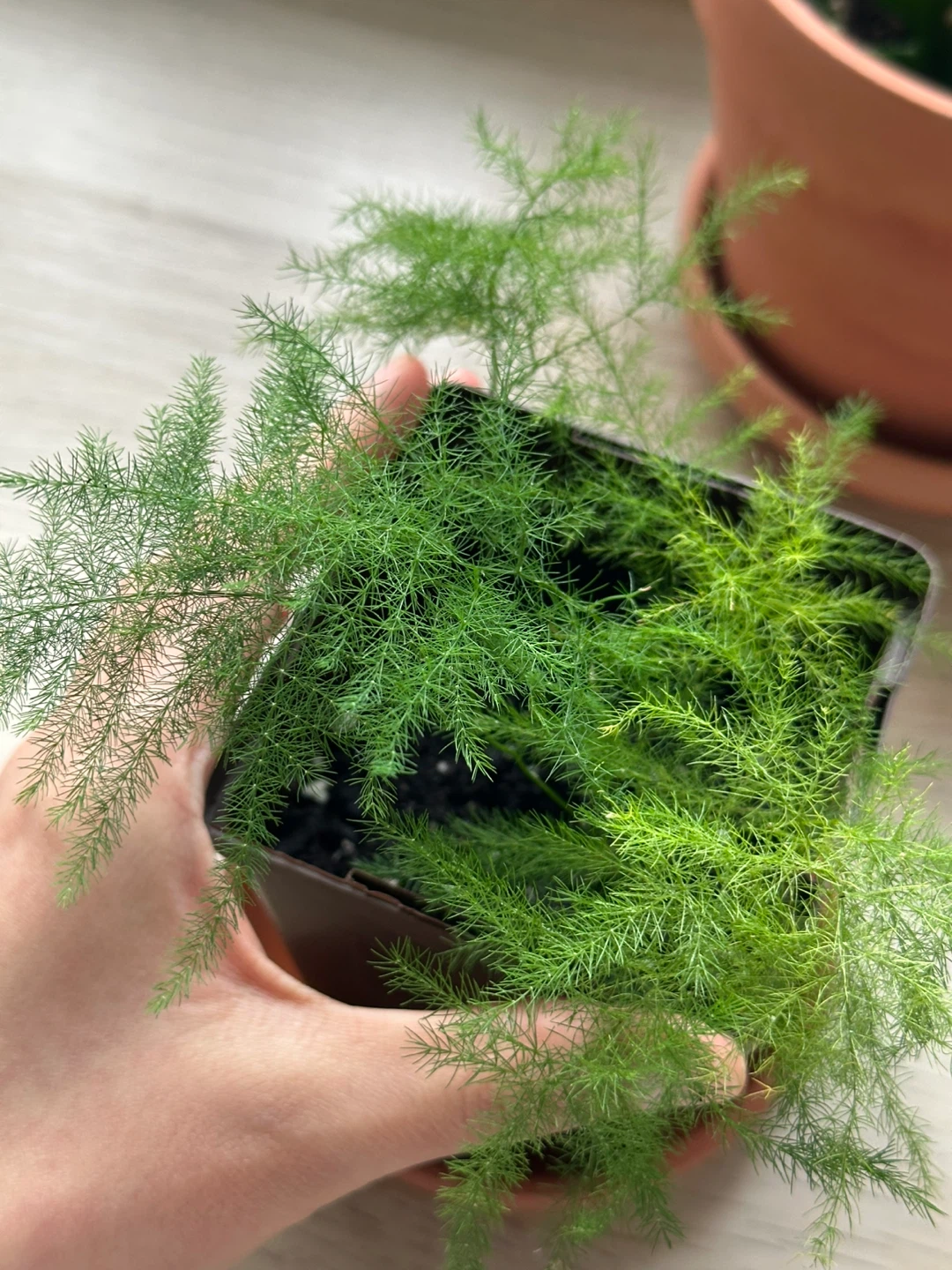 Asparagus Fern Plant - photo 2