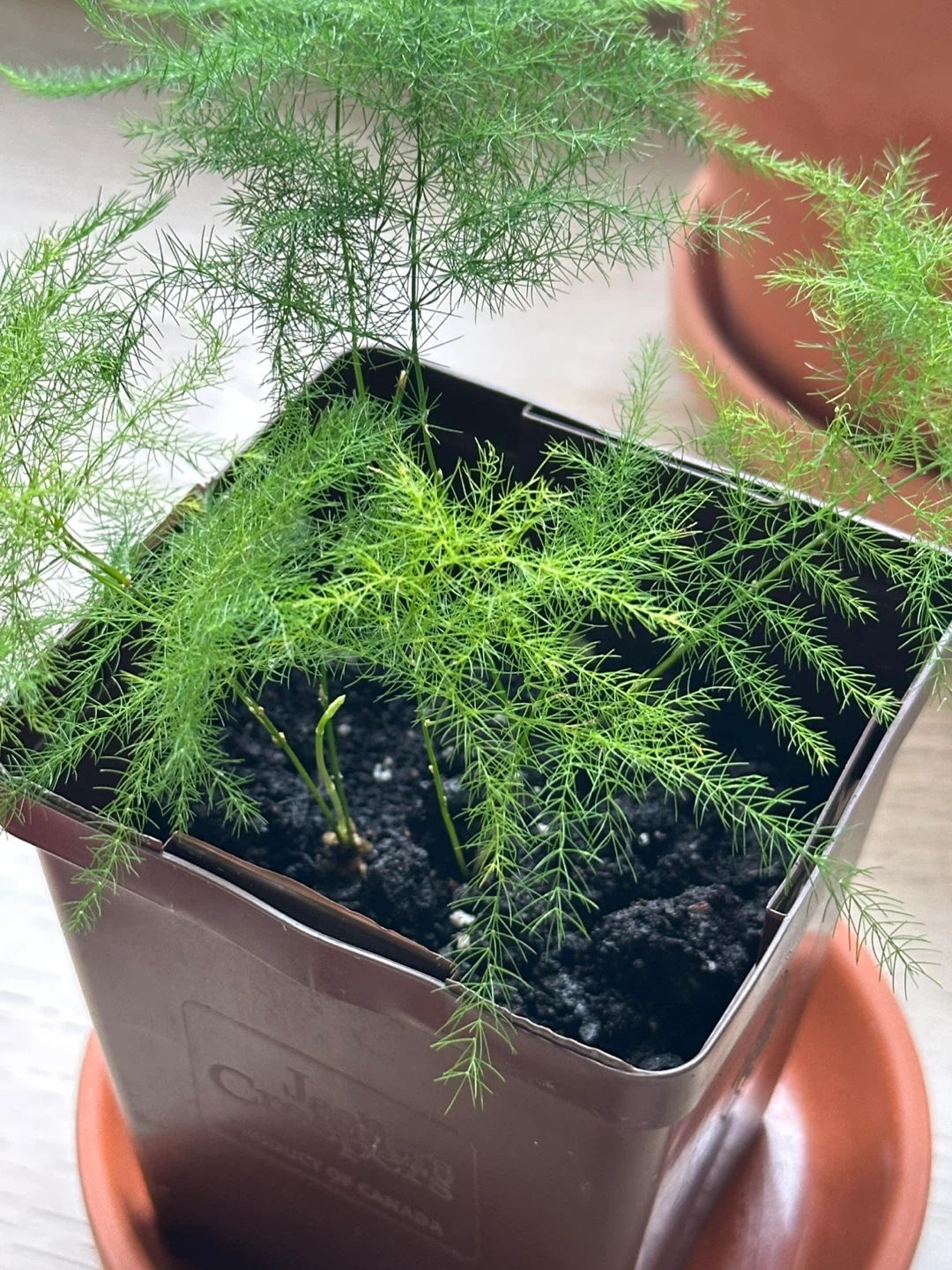 Asparagus Fern Plant - photo 3