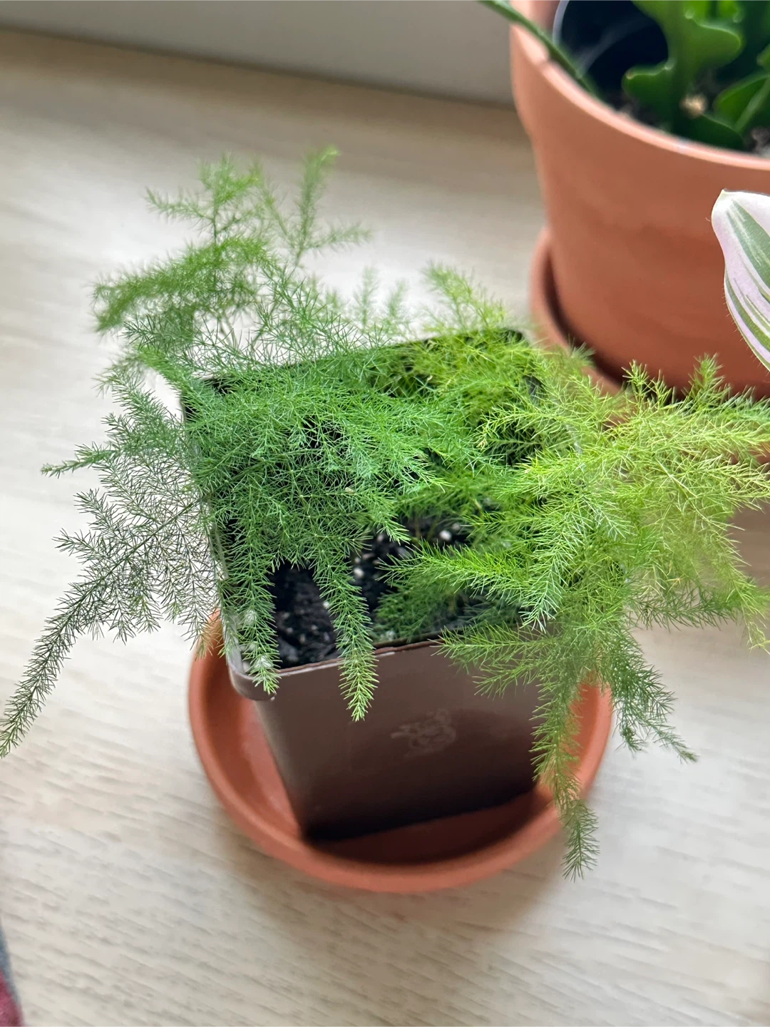 Asparagus Fern Plant
