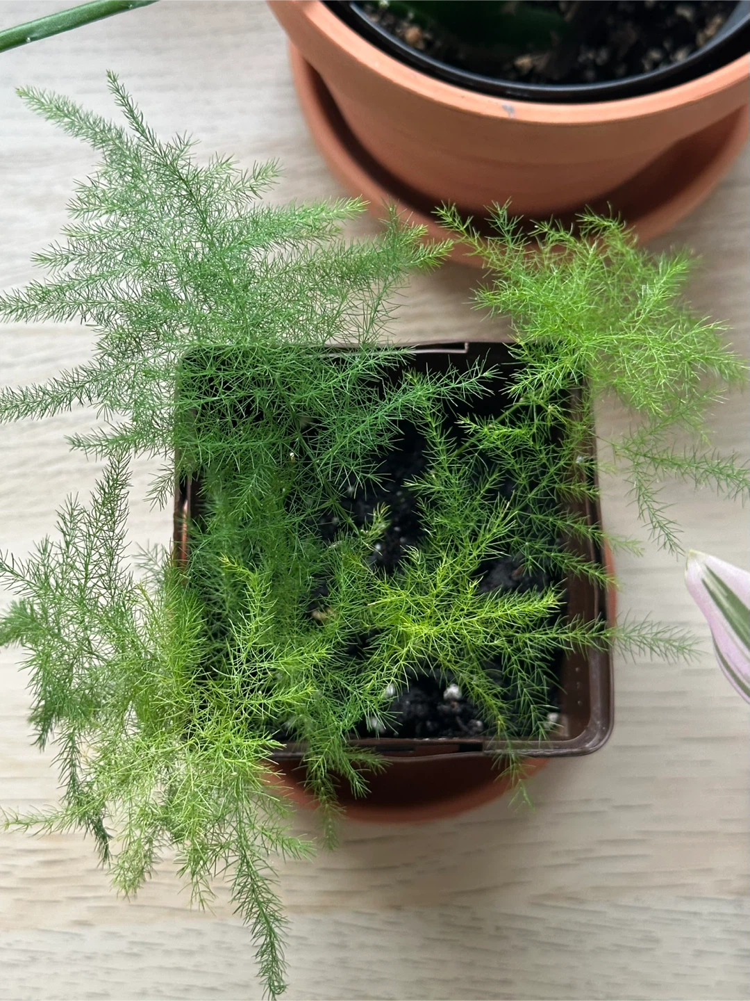 Asparagus Fern Plant - photo 4