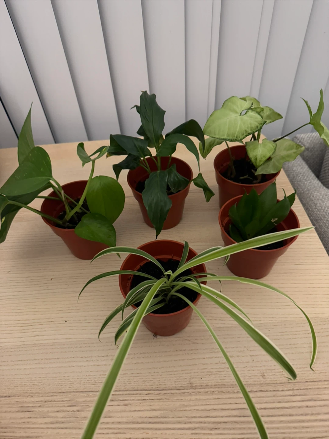 Potted Indoor Plants