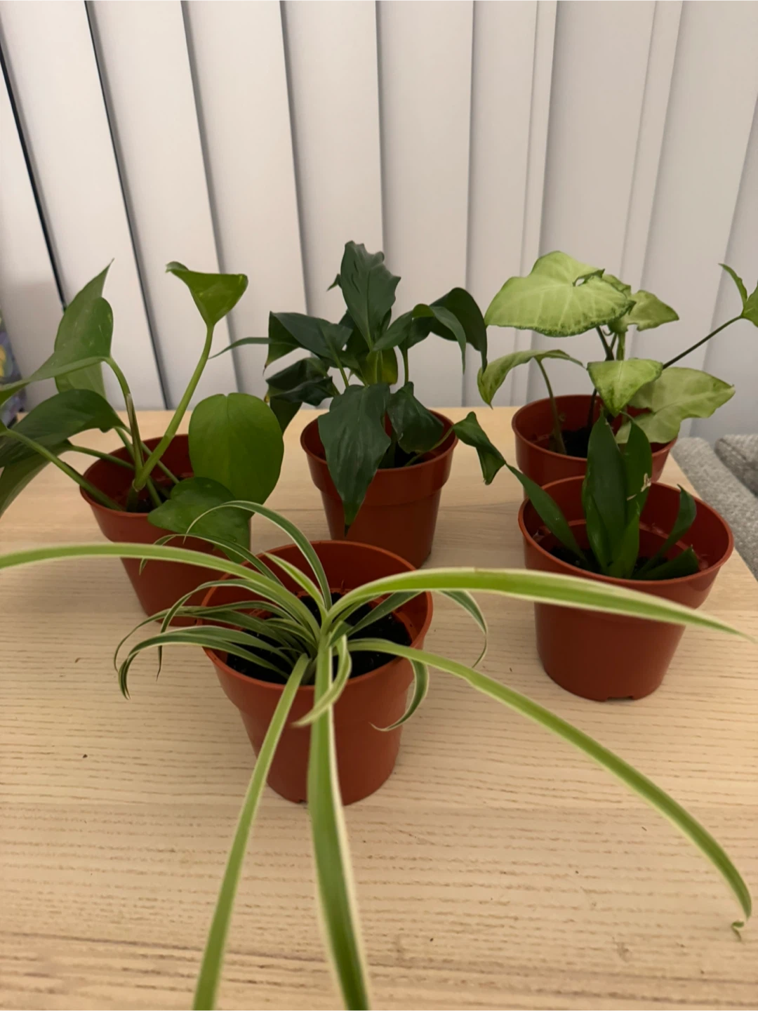 Potted Indoor Plants - photo 2