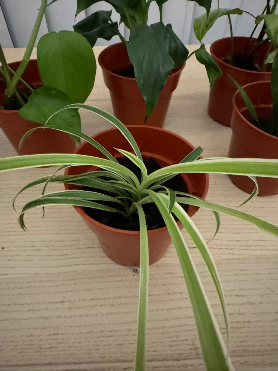 Potted Indoor Plants - photo 3