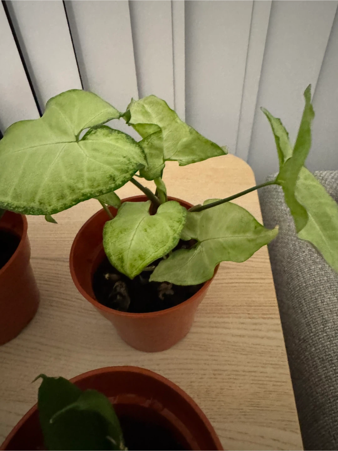 Potted Indoor Plants - photo 5