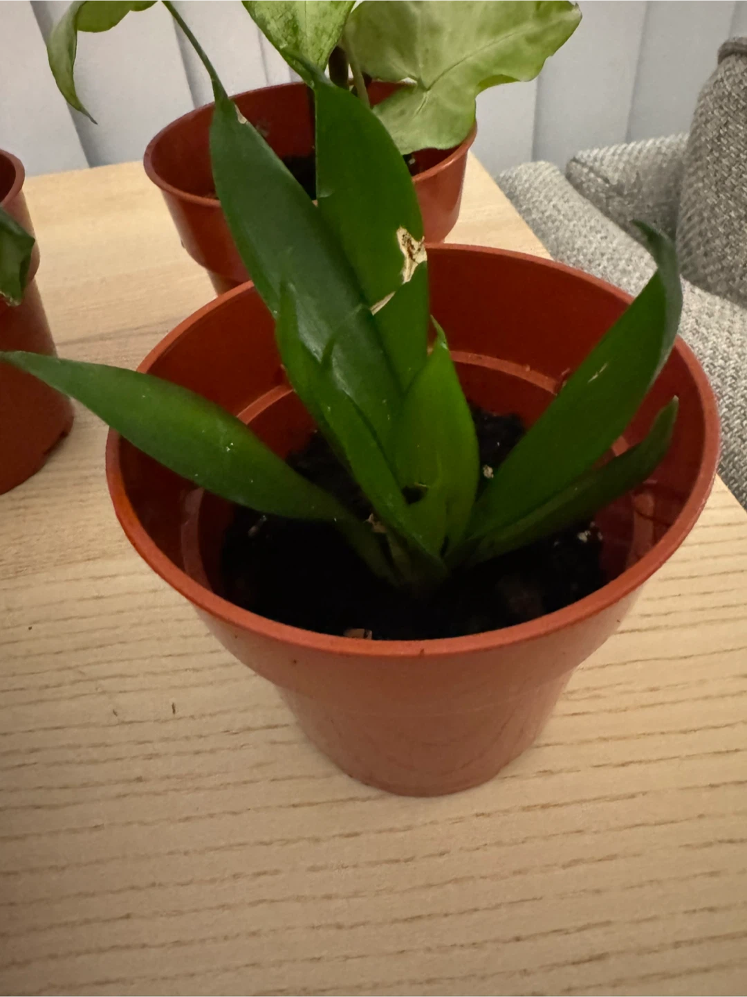 Potted Indoor Plants - photo 4