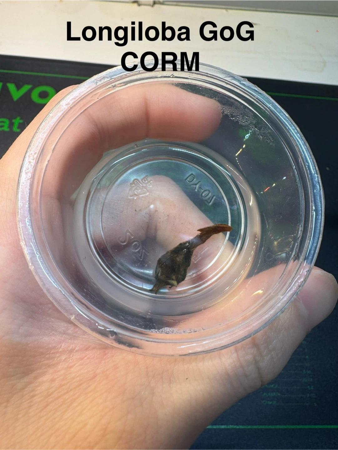 Longiloba Green on Green corm - photo 2