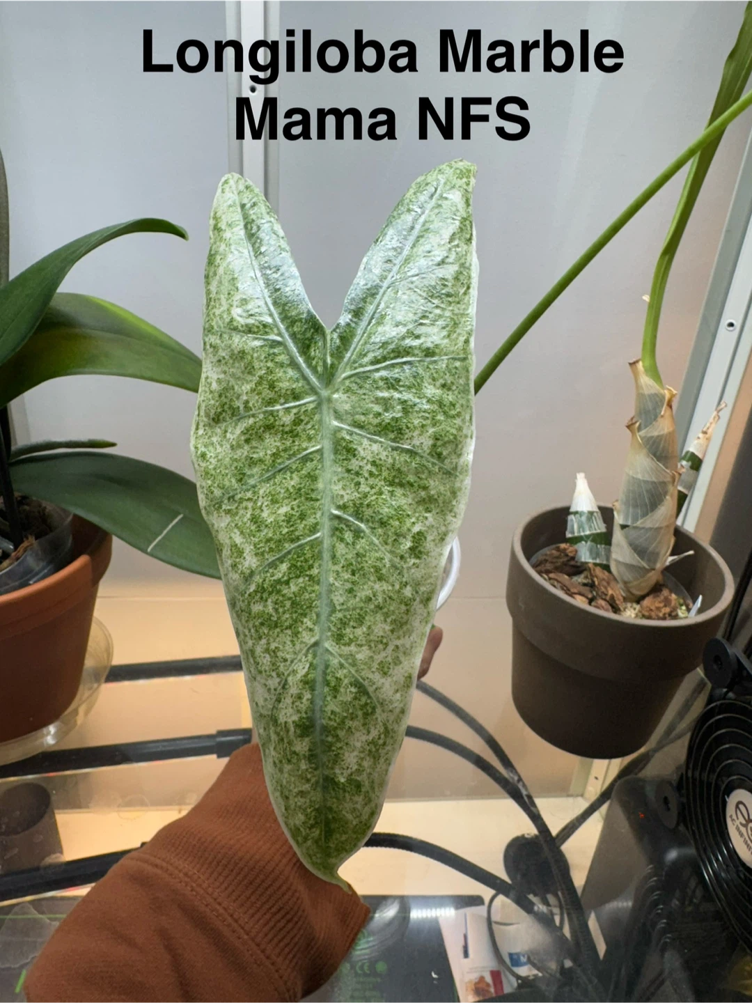 Longiloba Marble Corm
