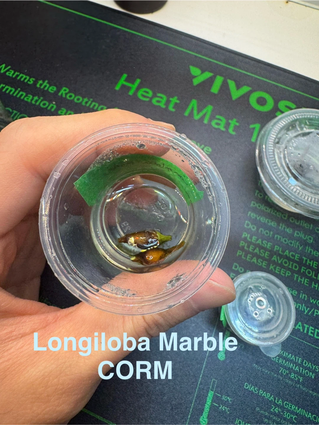 Longiloba Marble Corm - photo 2