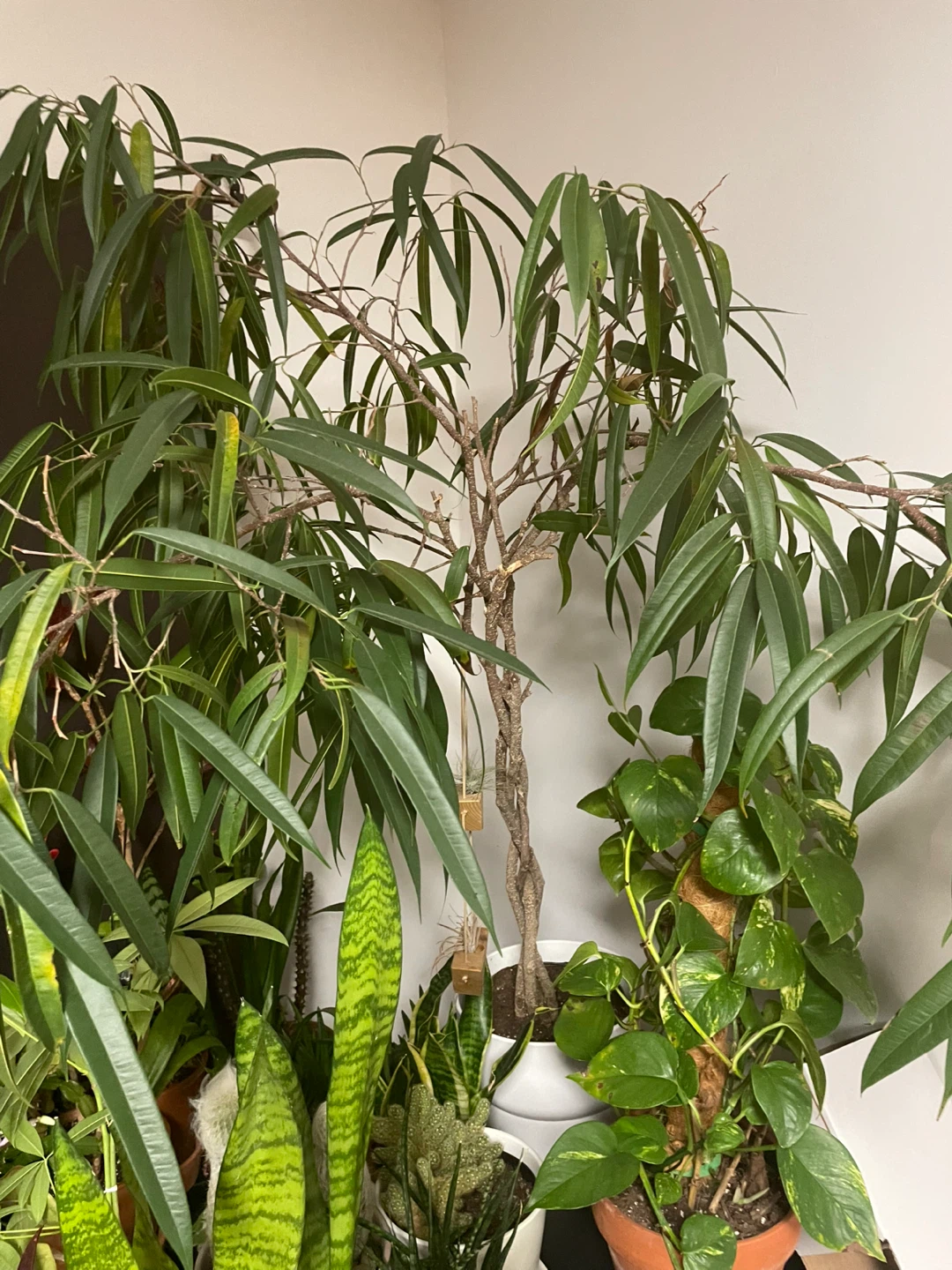 Interior plant - photo 2