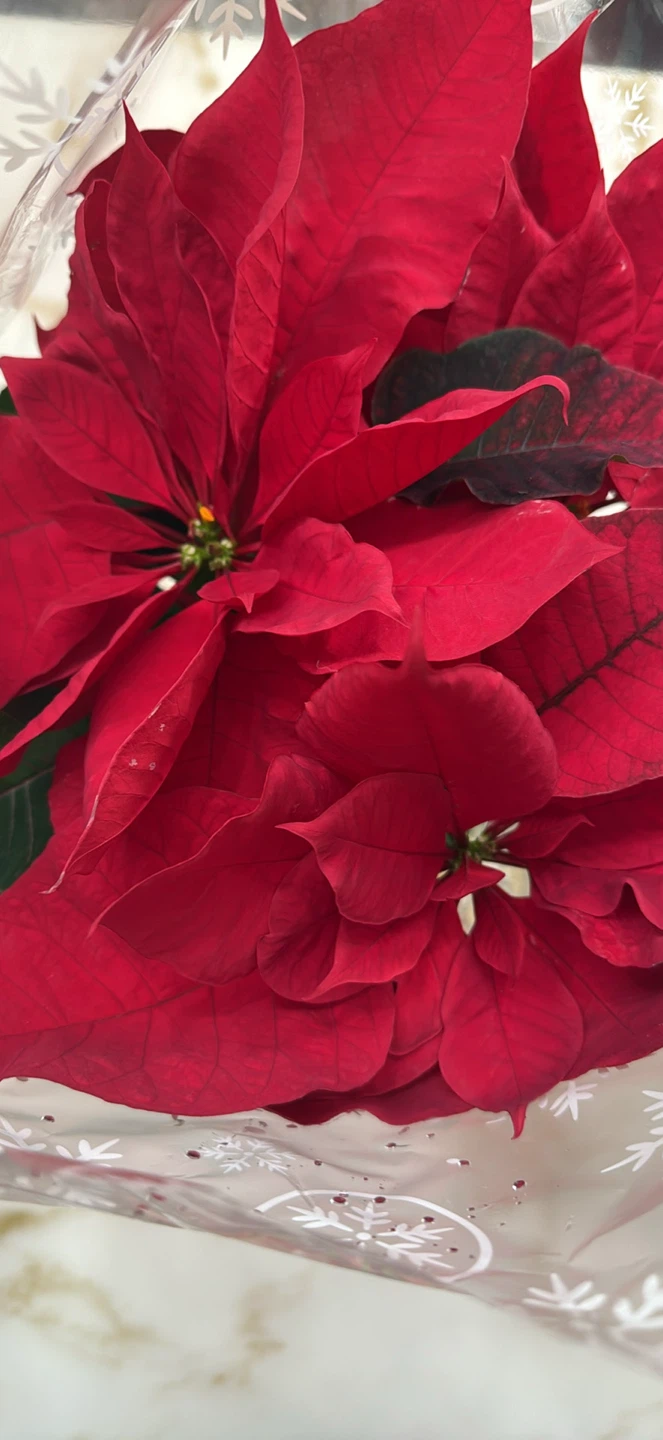 Poinsettia Plant - Red - photo 2