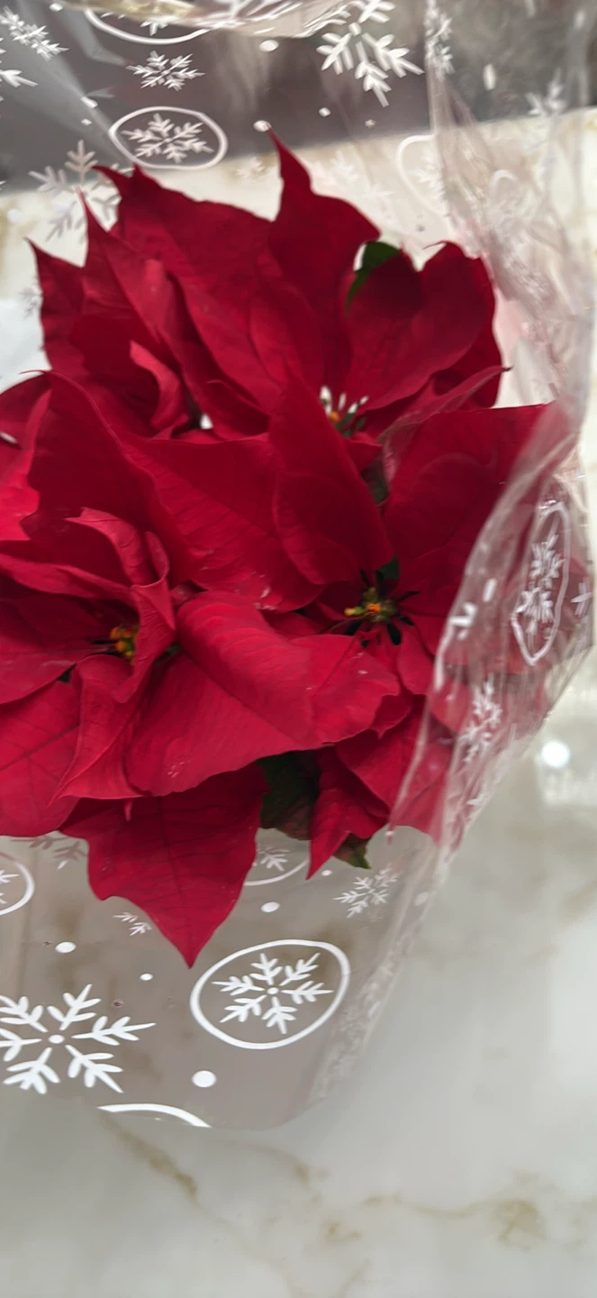 Poinsettia Plant - Red