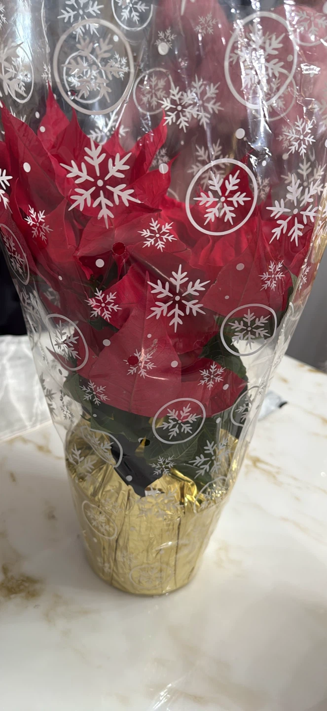 Poinsettia Plant - Red - photo 4