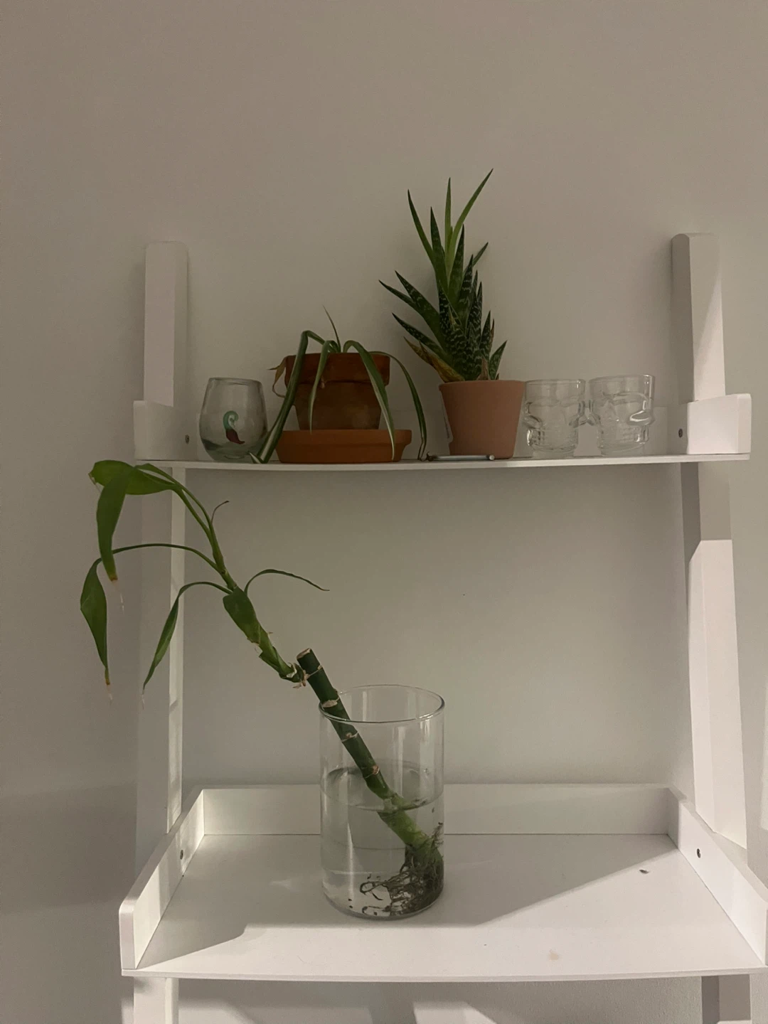 Bamboo plant