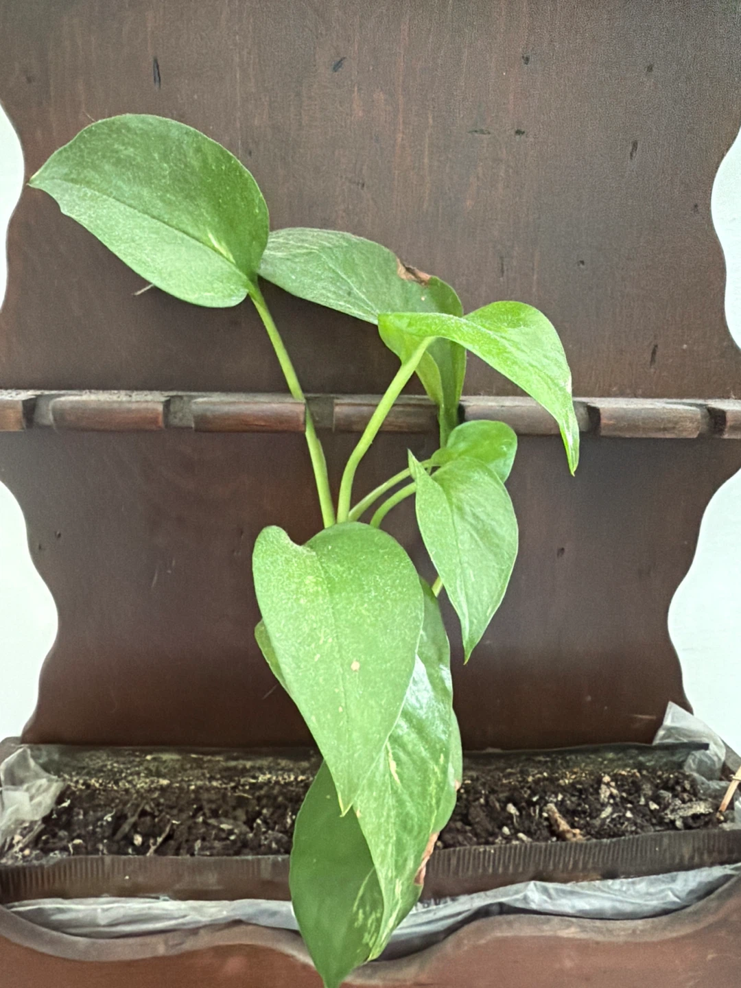 Vintage Wooden Wall Planter - photo 2