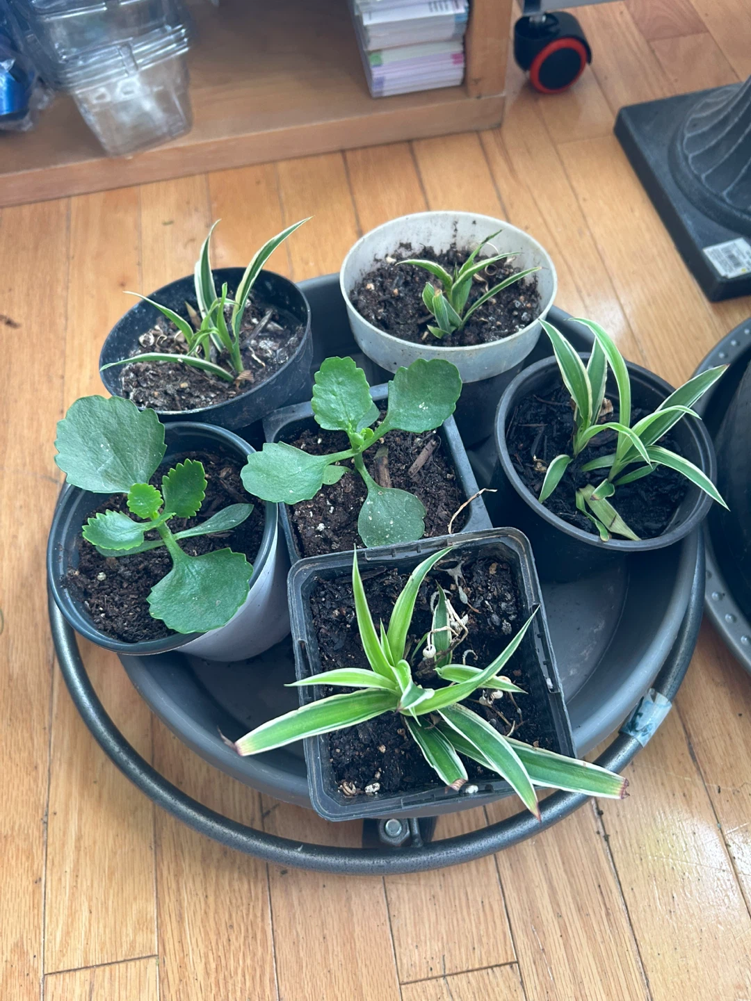Spider plants