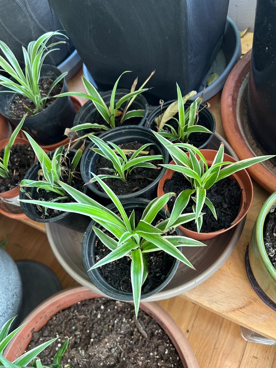 Spider plants - photo 2
