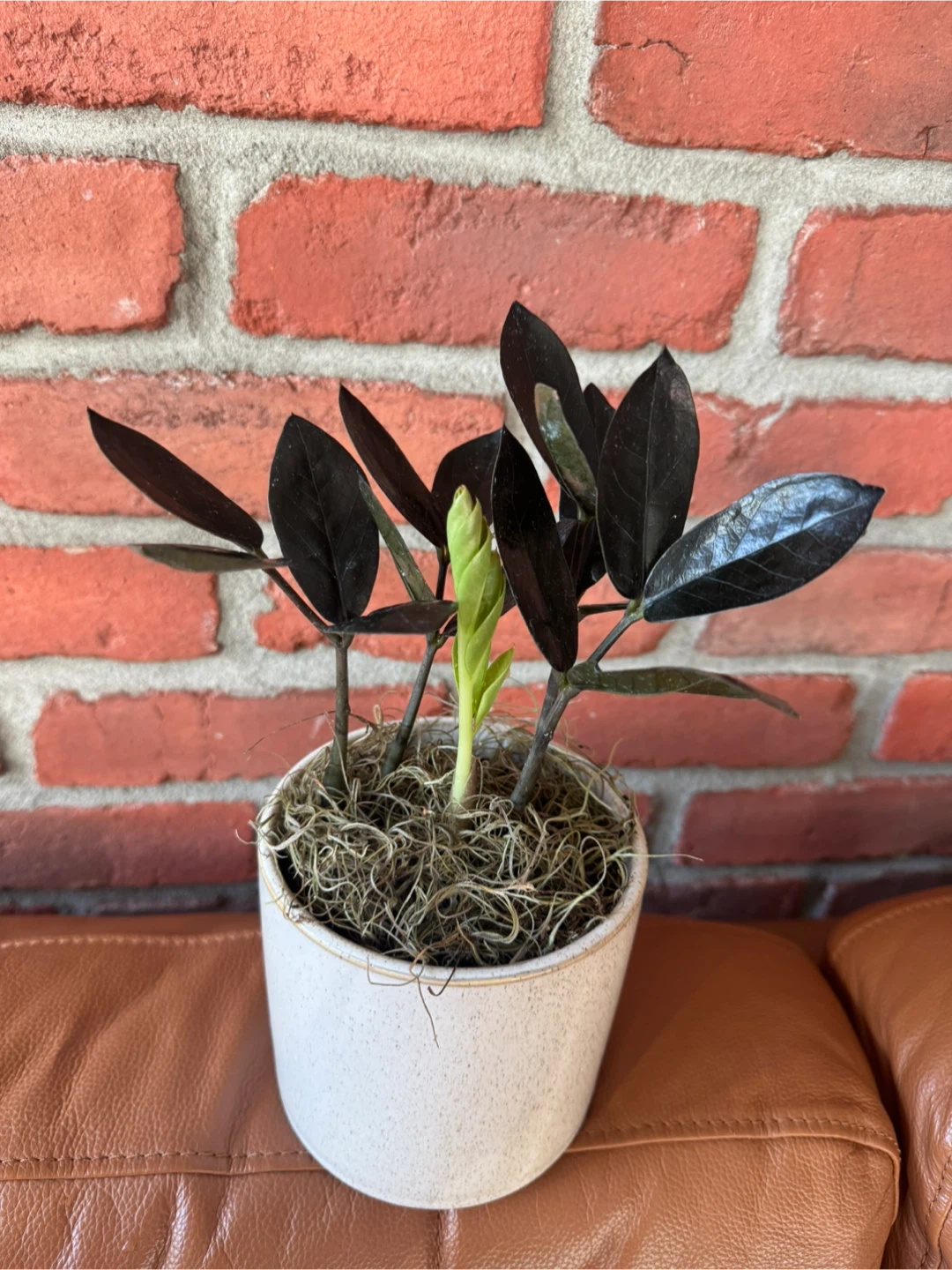 Ecostems ZZ Plant - photo 4