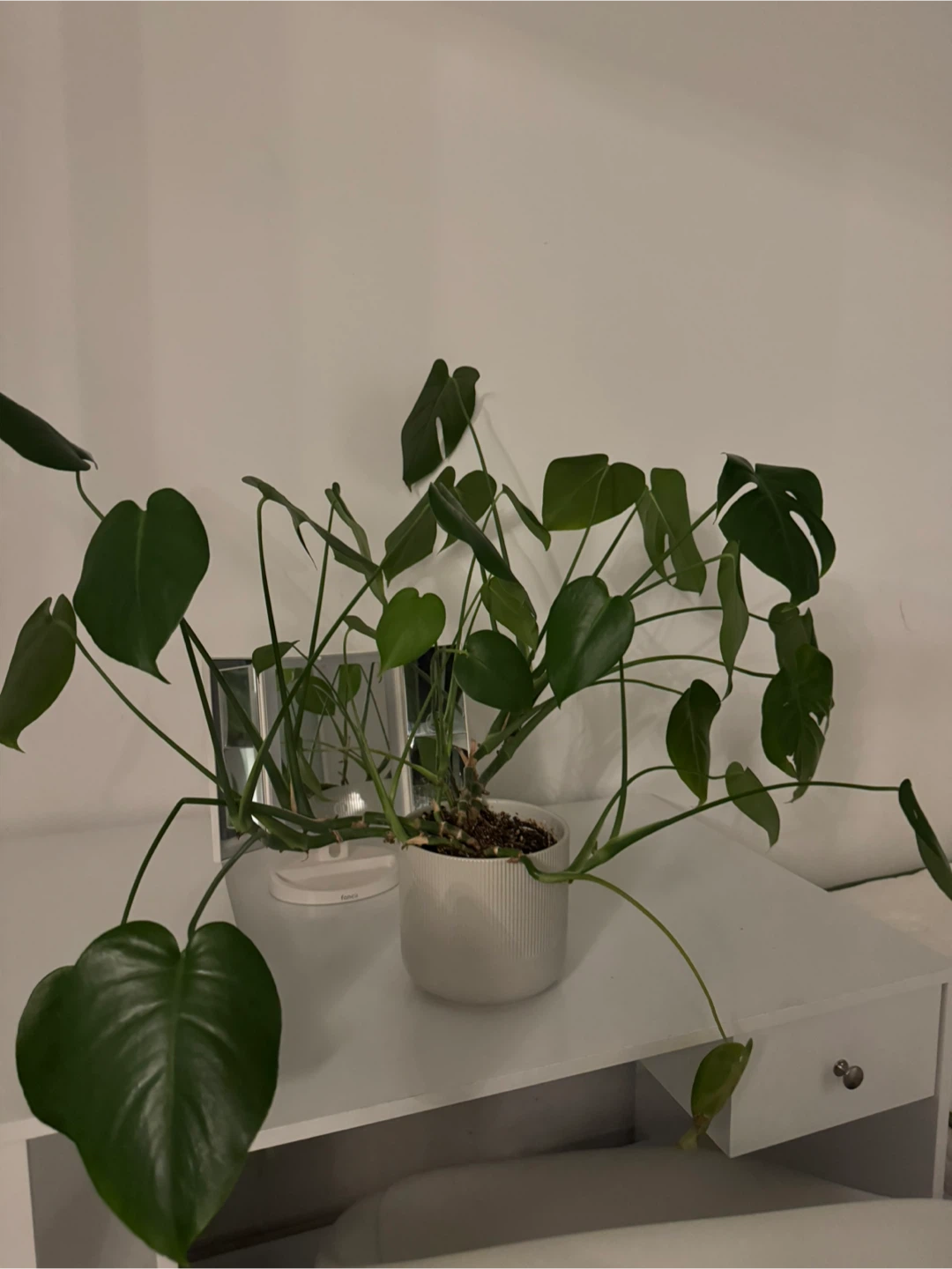 Monstera Plant in White Pot
