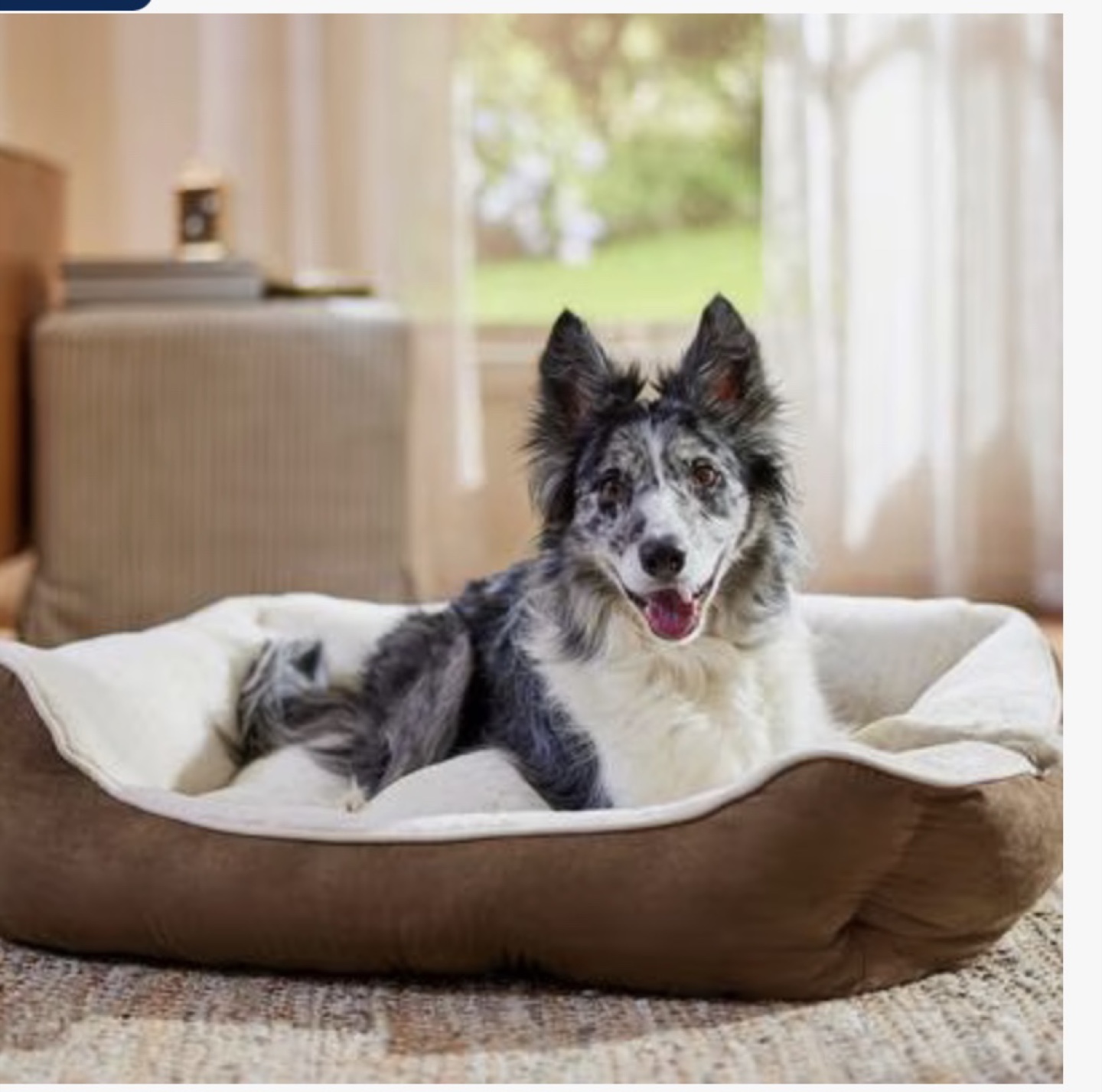Free - Brand New Bolster Dog Bed - Large - 32 x 26 Inches