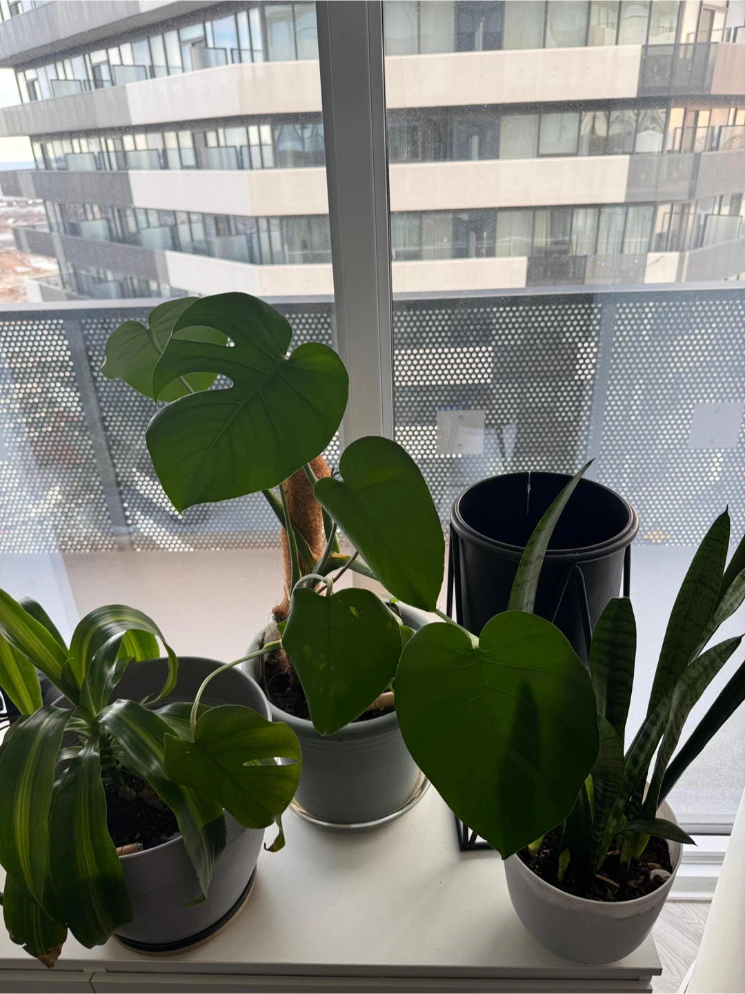 Assorted plants and stand - photo 3